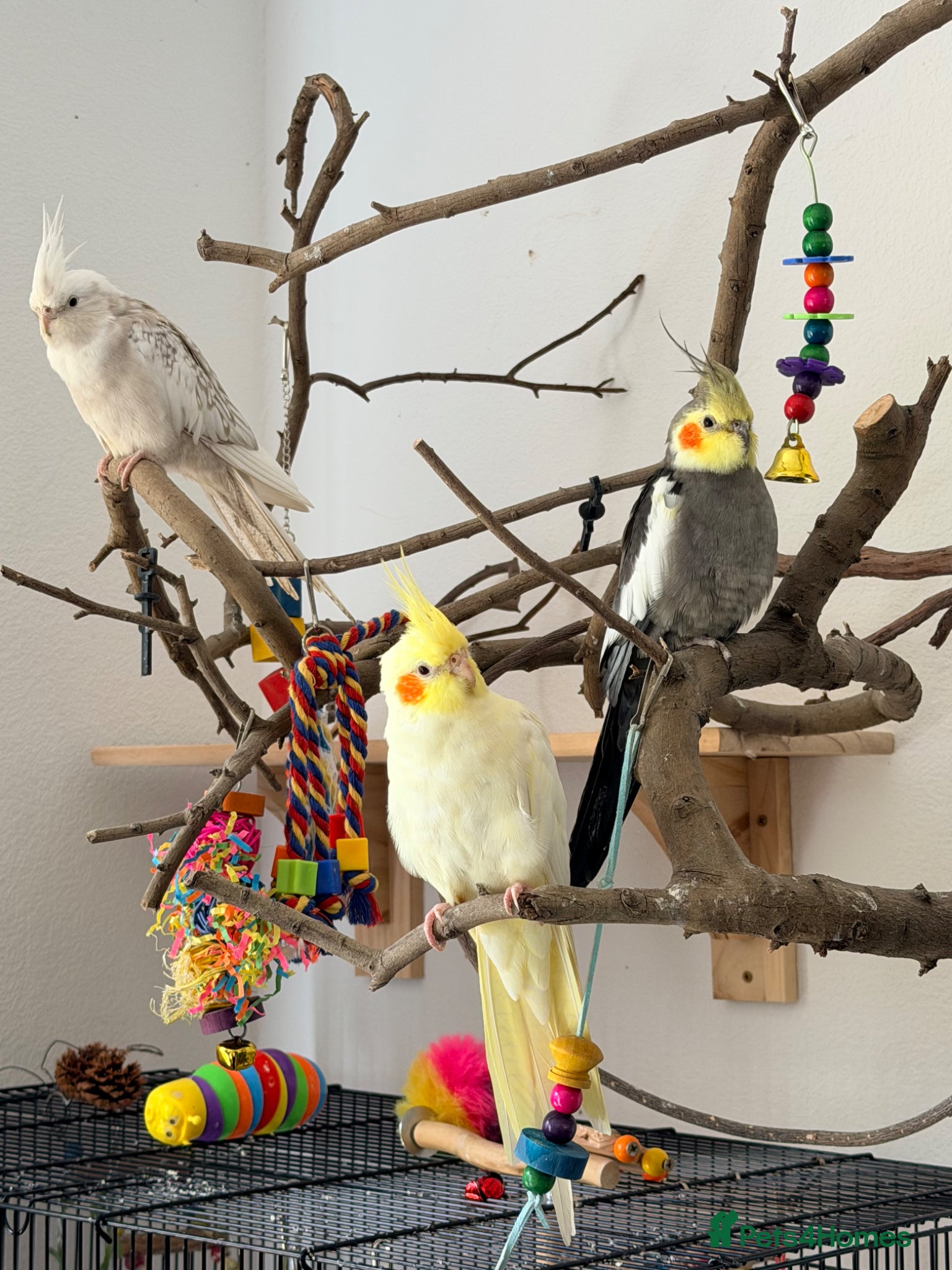 Cockatiels birds 3 Cockatiels & Cage - Advert 4
