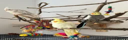 Cockatiels birds for sale: 3 Cockatiels & Cage - Advert 1