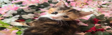 Calico
