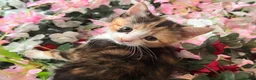 Mixed Breed cats for sale: Kittens for sale  - Advert 9