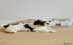 Shih Tzu dogs for sale: Shihtzu  - Image 8