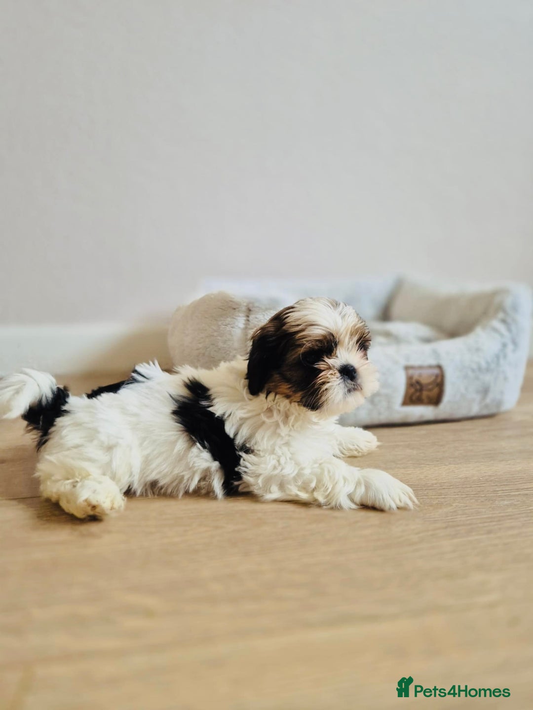 Shih Tzu dogs for sale: Shihtzu  - Image 8