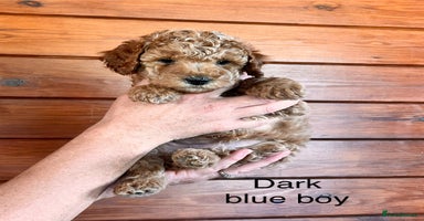 Cockapoo dogs - Advert 13