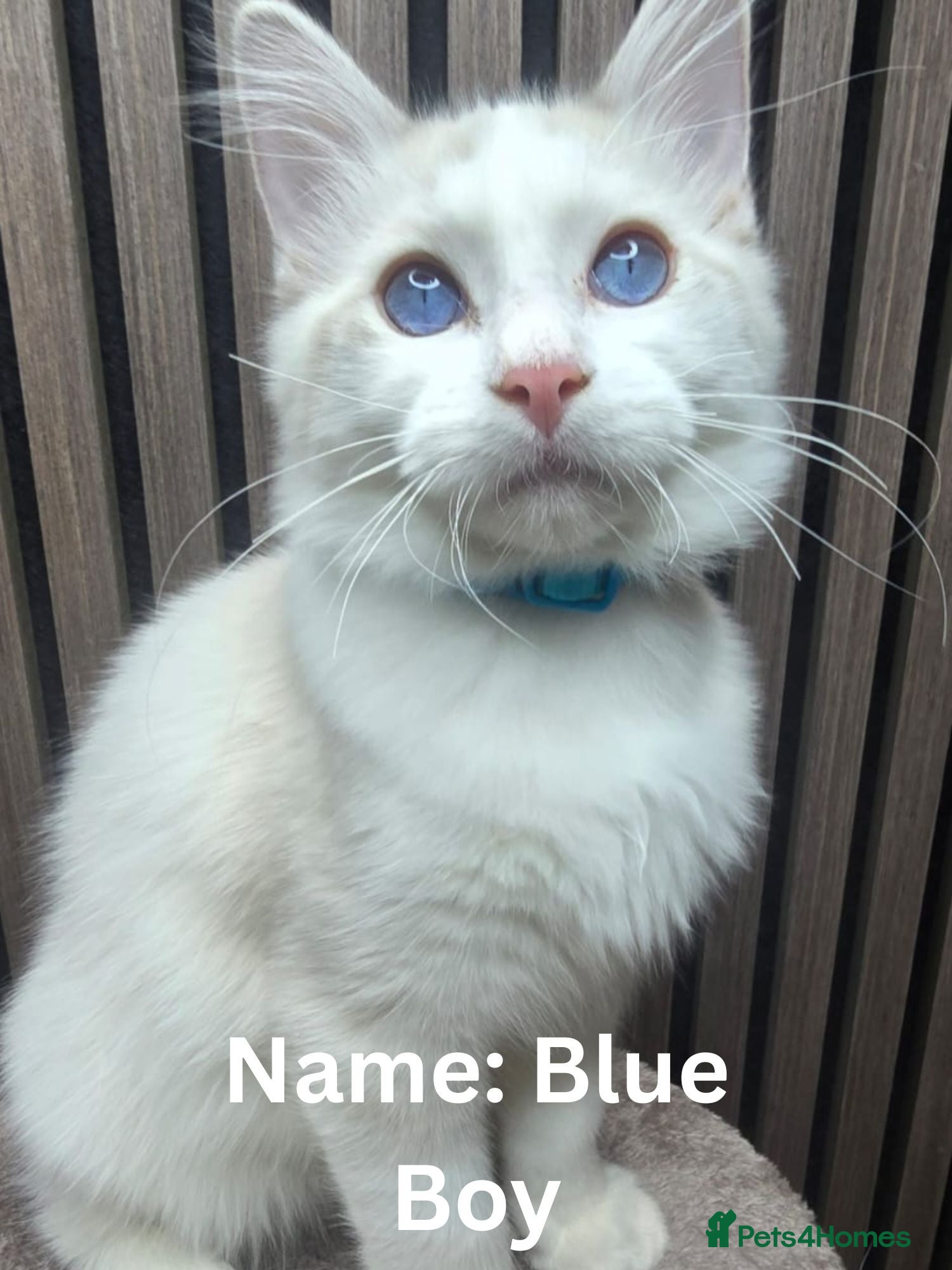 Ragdoll cats TICA Stunning Championship Line Ragdolls  - Advert 4