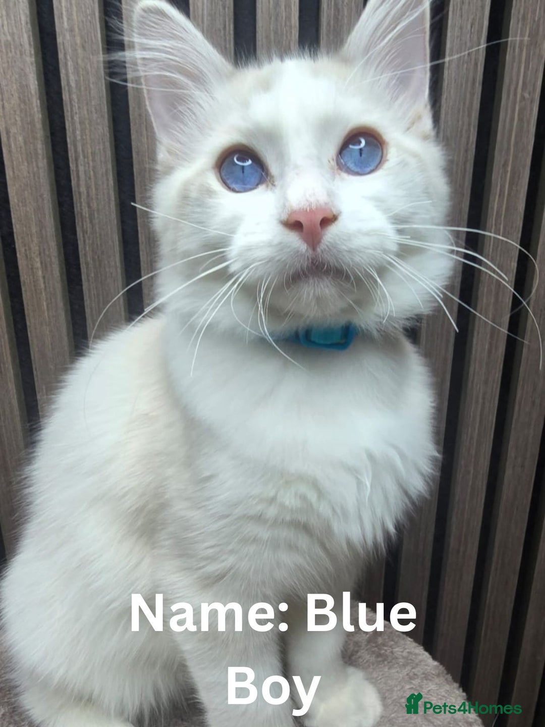 Ragdoll cats for sale: TICA Stunning Championship Line Ragdolls  - Advert 1