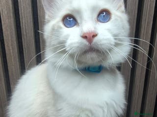 Ragdoll cats NEW YEAR PRICE DROP, TICA CHAMPION Line Ragdolls - Advert 15