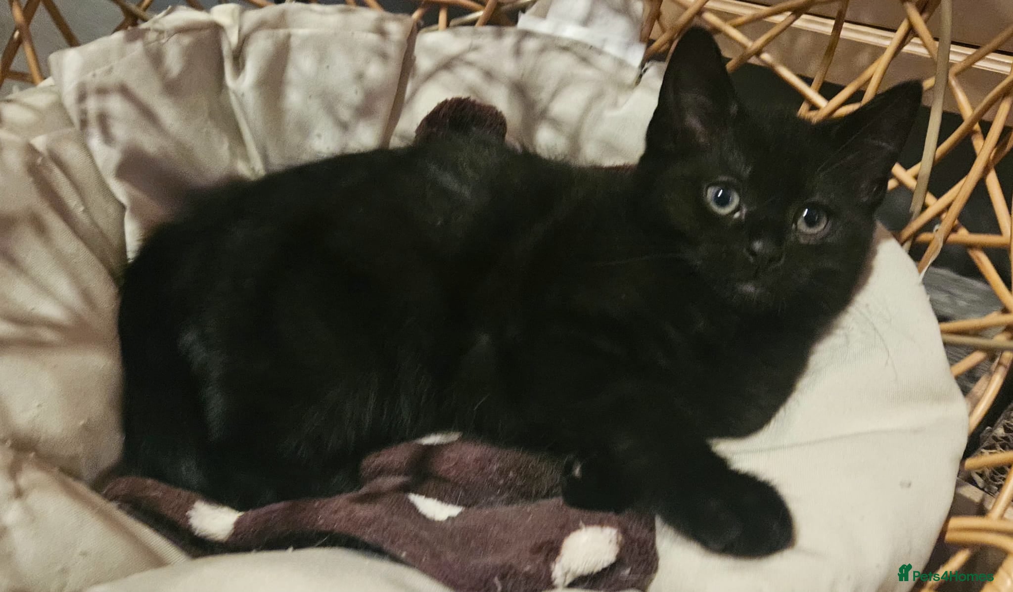 Maine Coon cats Maine coon cross kittens  - Advert 3