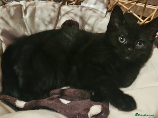 Maine Coon cats Maine coon cross kittens - Advert 10