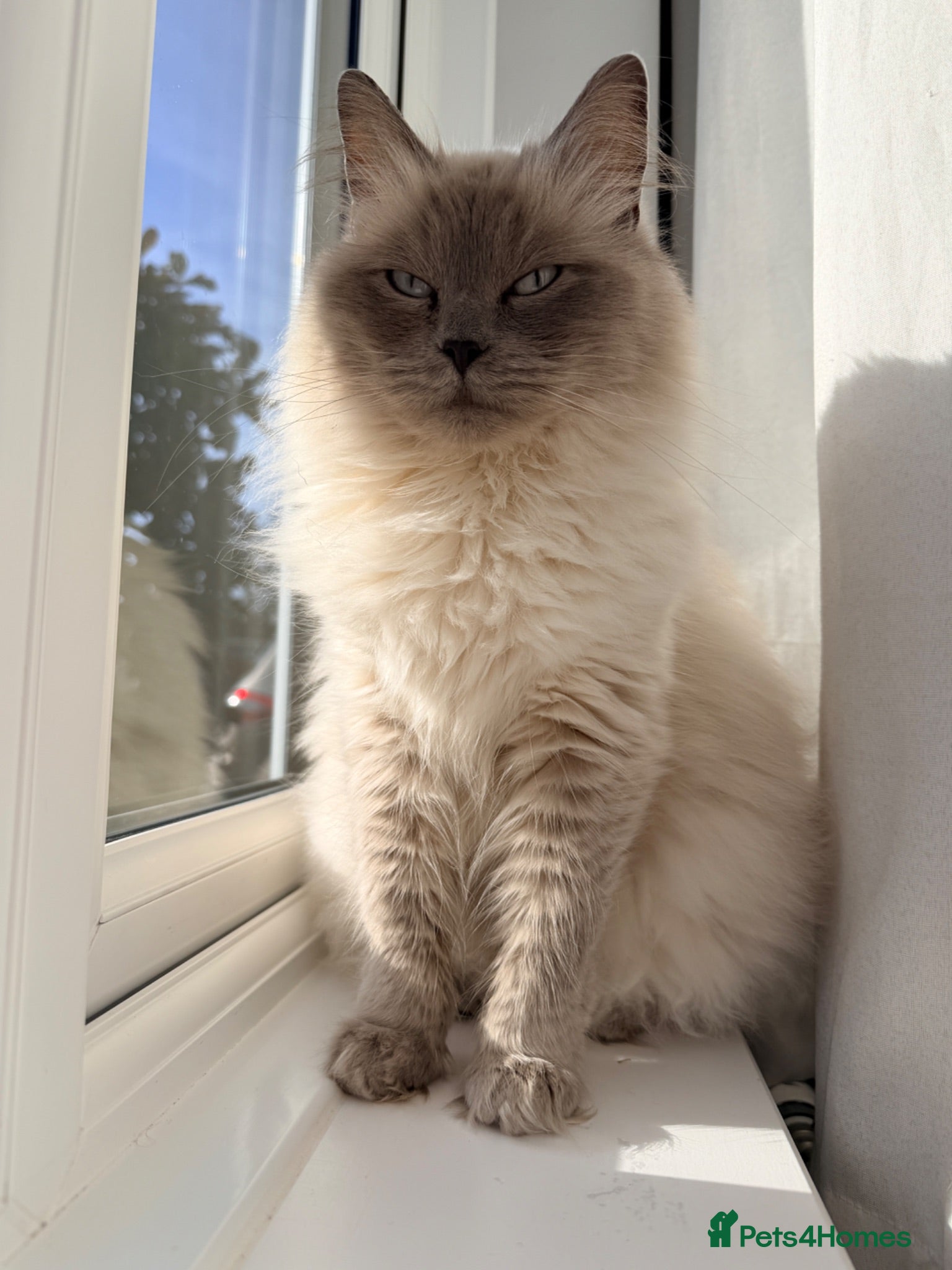 Ragdoll cats -Mixed Breed Kittens looking loving Homes ' - Advert 1