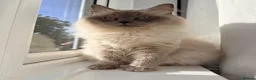 Ragdoll cats for sale: -Mixed Breed Kittens looking loving Homes ' - Advert 1