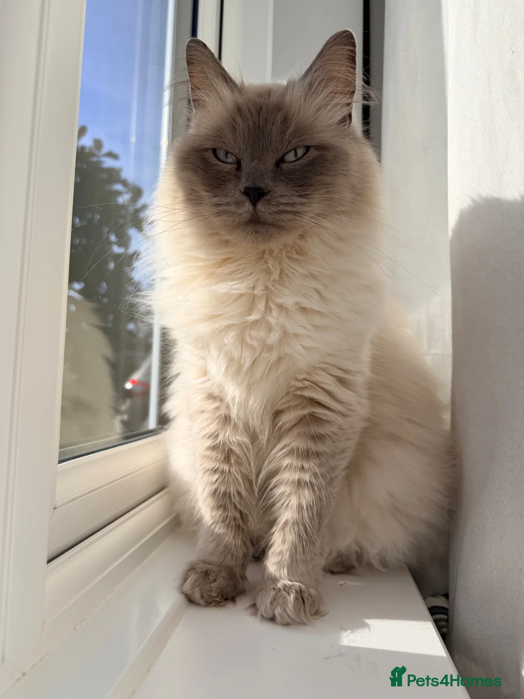 Ragdoll cats for sale: -Mixed Breed Kittens looking loving Homes ' - Advert 1