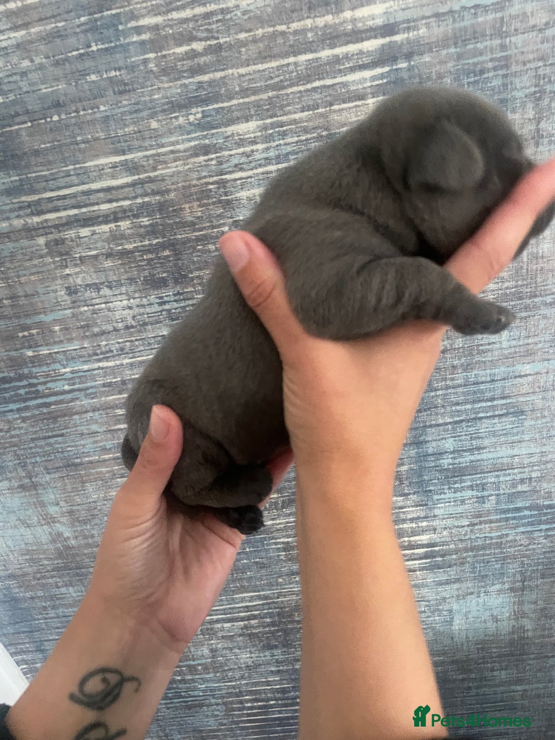Staffordshire Bull Terrier dogs for sale: Blue Staffordshire bull terrier kc registered ❗️ - Image 20