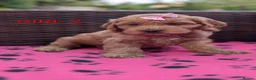 Cockapoo dogs for sale: DNA Clear F1 Red Toy Cockapoo Puppies  - Advert 3