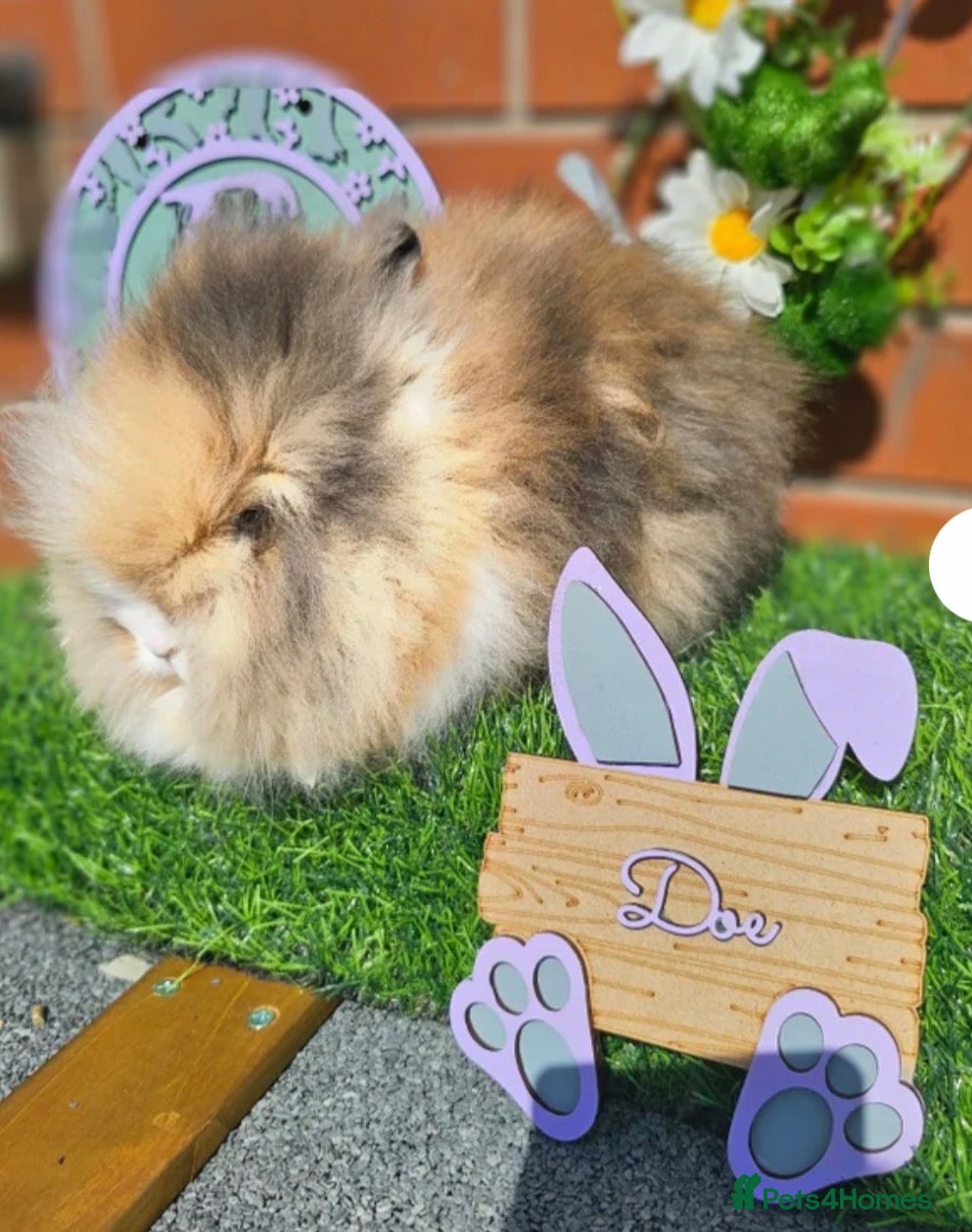 Lionhead rabbits Double-maned Lionhead female rabbit - Advert 1