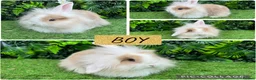 Mini Lop rabbits for sale: Adorable Mini lop & Mini loin lop babies 8 weeks - Advert 4