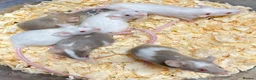 Mouse rodents for sale: Fancy Mice  - Advert 7
