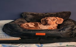 Dachshund dogs for sale: Minature dachshund puppies  - Image 16