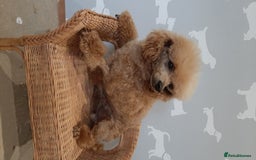Toy Poodle dogs for stud: Kc registered toy poodle in Wisbech - Image 4