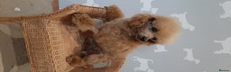 Toy Poodle dogs for stud: Kc registered toy poodle in Wisbech - Advert 4