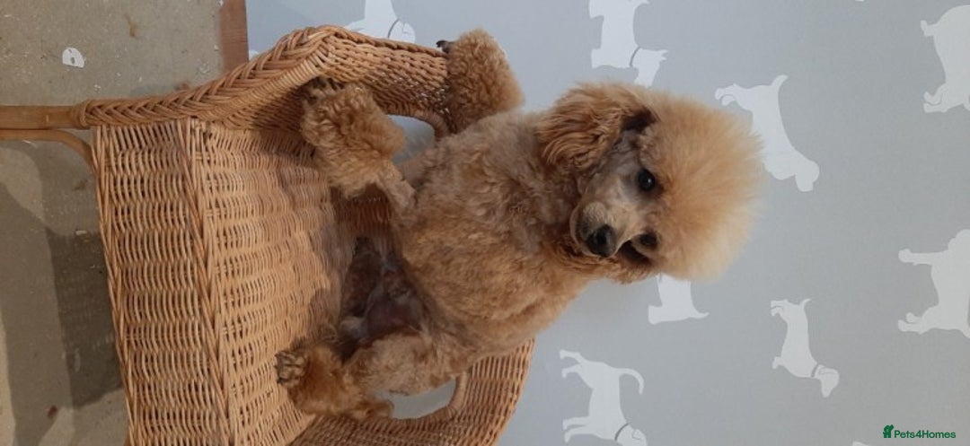Toy Poodle dogs for stud: Kc registered toy poodle in Wisbech - Image 4