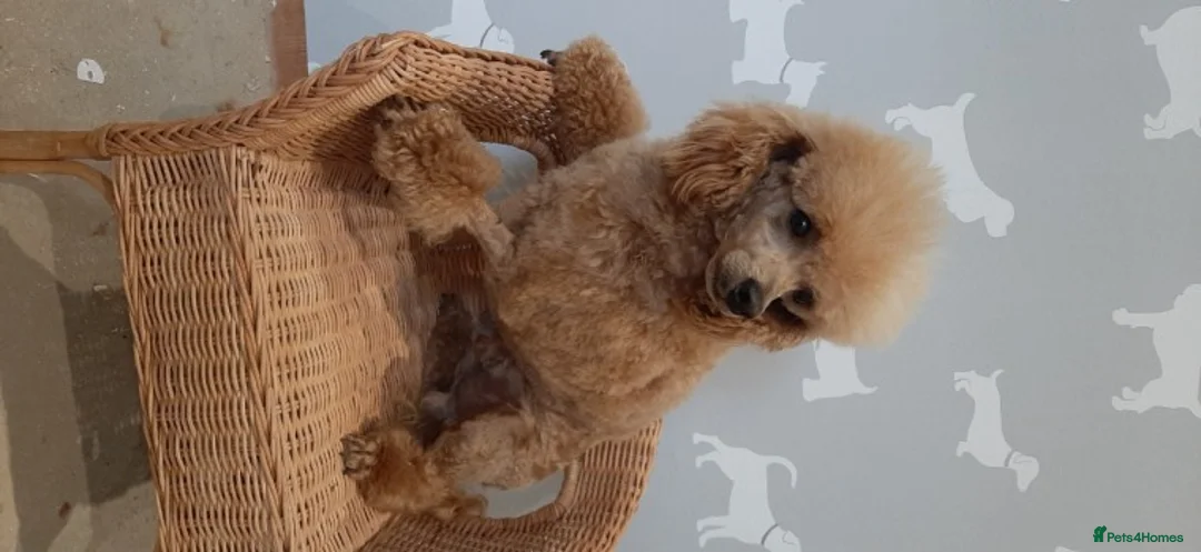 Toy Poodle dogs for stud: Kc registered toy poodle in Wisbech - Advert 4