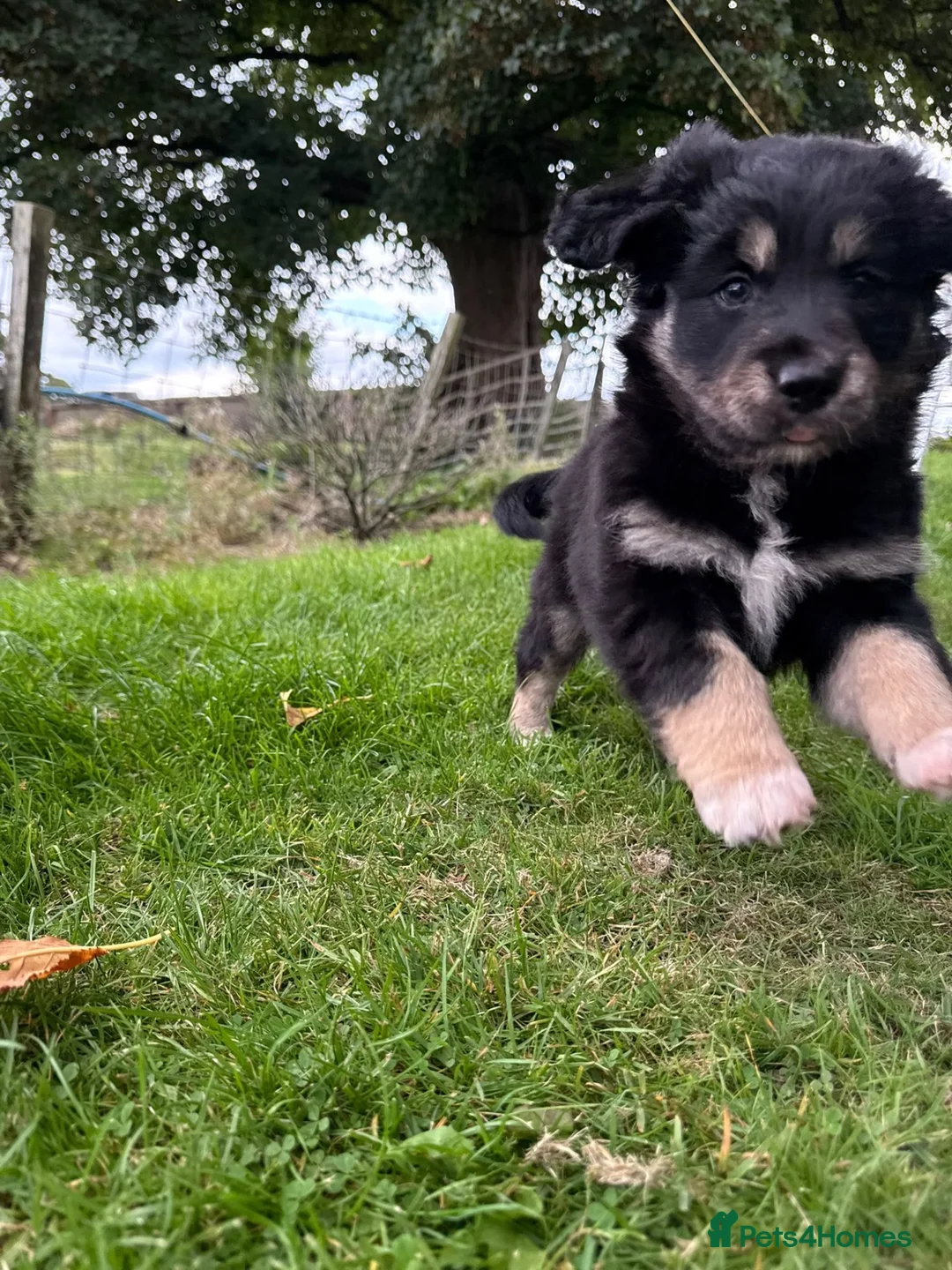 Mixed Breed dogs for sale: Border Collie x Golden Retriever pups for sale  in Glasgow - Advert 36