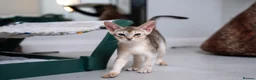 Abyssinian cats for sale: Buddy-Silver Abyssinian boy-Available-TOP quality - Advert 17
