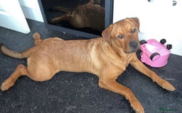 Mixed Breed dogs for sale: Female dog  - Image 4