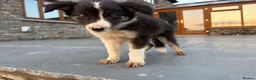 Border Collie dogs for sale: Beautiful Welsh Border Collie Puppies in Brecon - Advert 29