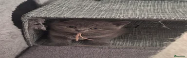Kitten 3