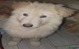 German Shepherd dogs for sale: Stunning white puppy 6 months old ready now in Horsham - Image 8