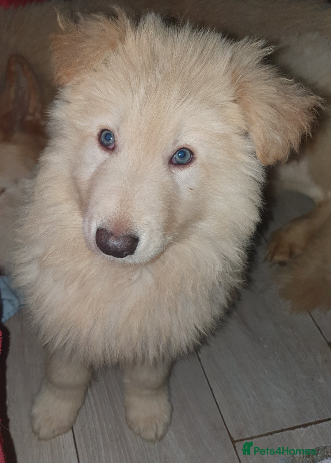 German Shepherd dogs for sale: Stunning white puppy 6 months old ready now in Horsham - Image 8
