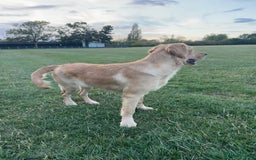 Golden Retriever dogs for sale: 7 months old Golden Retriever - Image 7