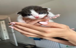 Turkish Van cats for sale: Beautiful Turkish van kittens  - Image 5