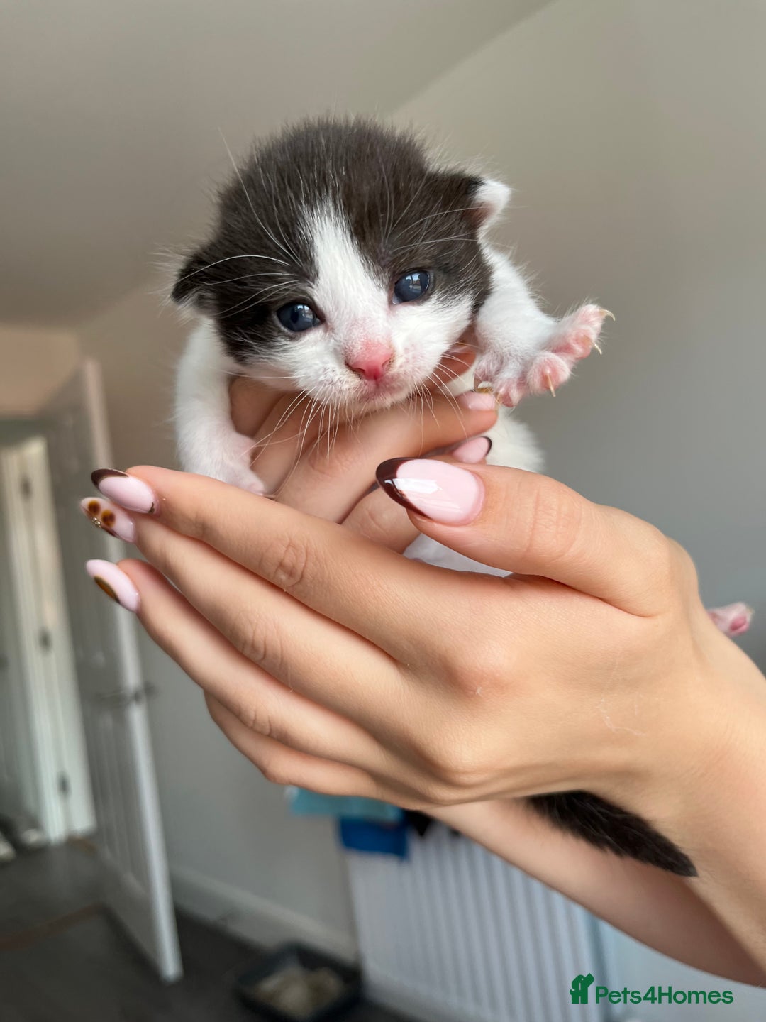 Turkish Van cats for sale: Beautiful Turkish van kittens  - Image 5
