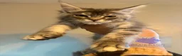 Maine Coon cats for sale: Stunning TICA registered Maine coon female kitten - Advert 5