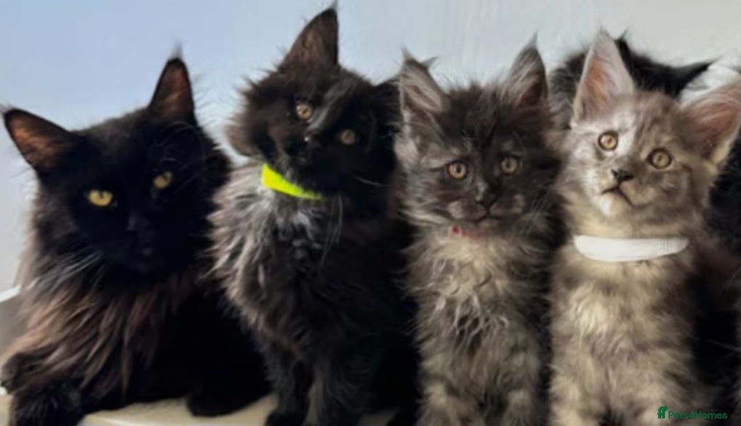 Maine Coon cats for sale: Stunning Maine Coon Kitten - Image 8