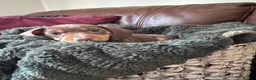 Miniature Dachshund dogs for sale: Beautiful chocolate mini dachshund puppy’s   - Advert 2