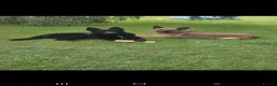German Shepherd dogs for sale: DDR German Shepherds  - Advert 3