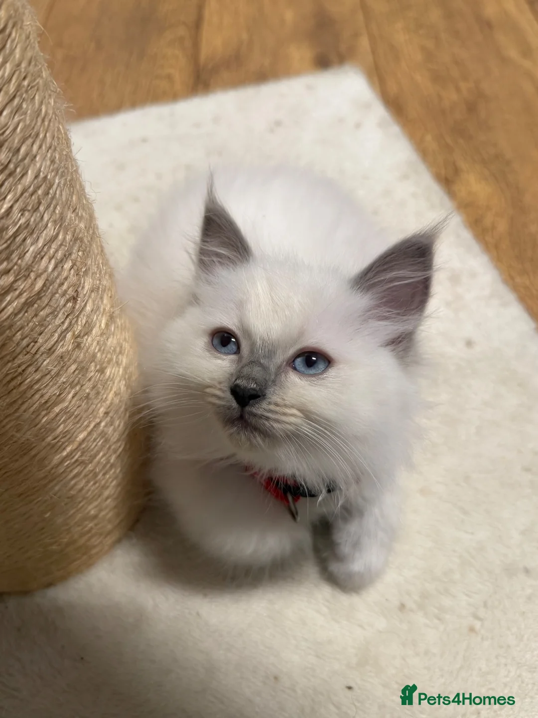Ragdoll cats for sale: LAST 2 GCCF/ TICA RAGDOLLS LEFT  - Advert 2