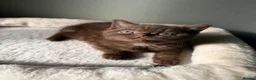 British Shorthair cats for sale: Our Beautiful British Shorthair Kittens - Advert 27