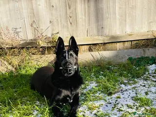 Belgian Shepherd Dog dogs Belgium malinos for sale - Advert 3