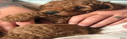 Cockapoo dogs for sale: Cockerpoo puppies F1B  - Advert 3