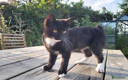 Mixed Breed cats for sale: Adorable domestic kitten with a unique stubby tail - Image 3
