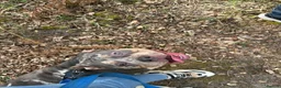 American Bully dogs for sale: Beautiful tri Merle pocket bully  - Advert 9