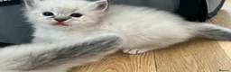 Ragdoll cats for sale: Stunning ragdoll kittens - Advert 38