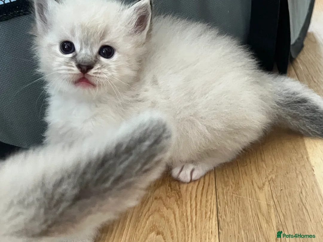Ragdoll cats for sale: Stunning ragdoll kittens - Advert 38