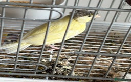 Canaries birds for sale: Canary - Image 2