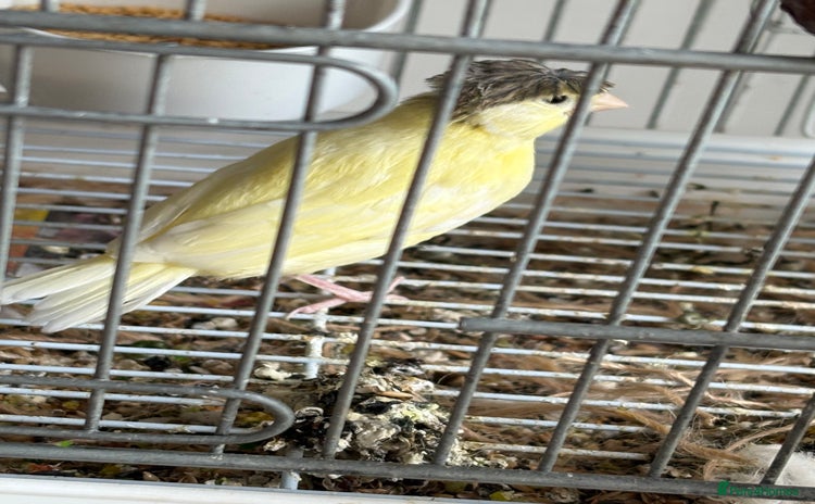 Canaries birds - Advert 7