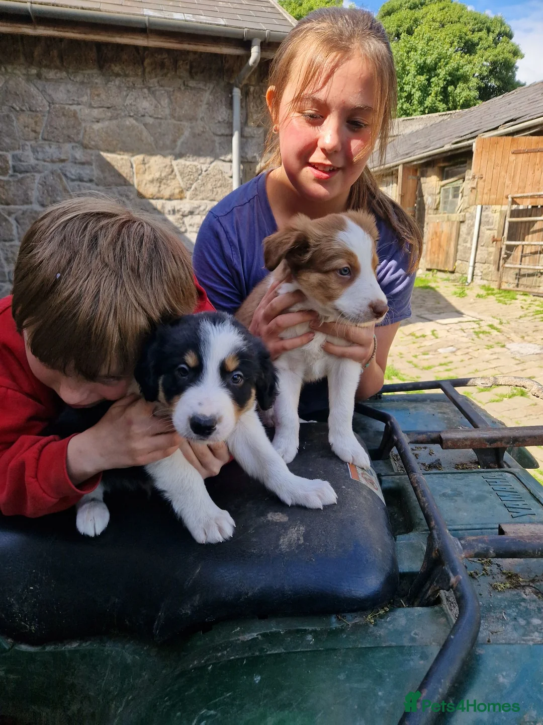 Border Collie dogs for sale: Stunning Border Collie Pups - Advert 1